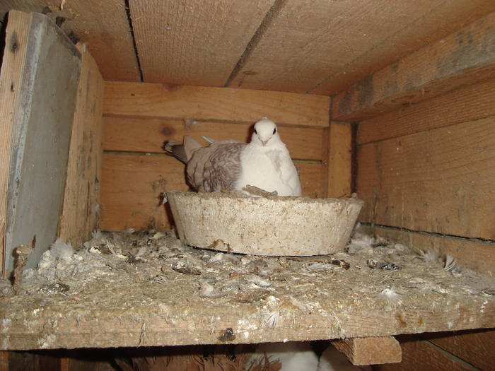 87 - C Porumbei Blueti si Satineti Vechi