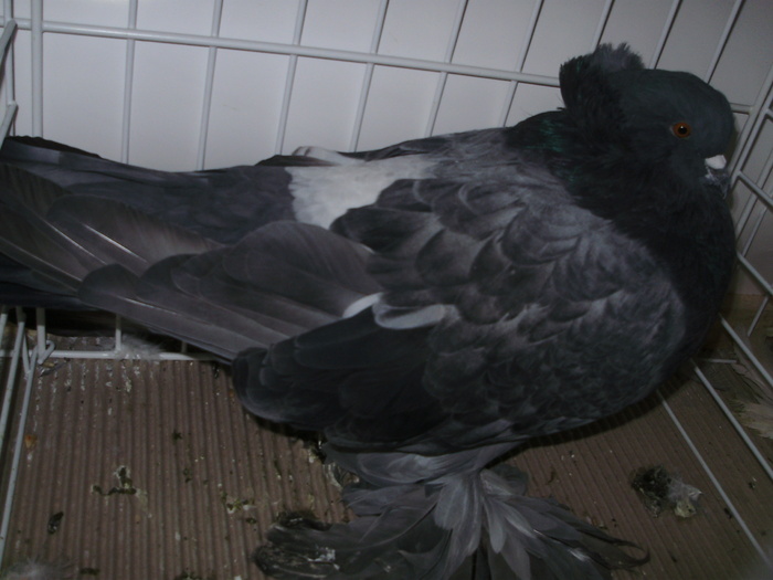 urias magh 1 - 1509 str 1