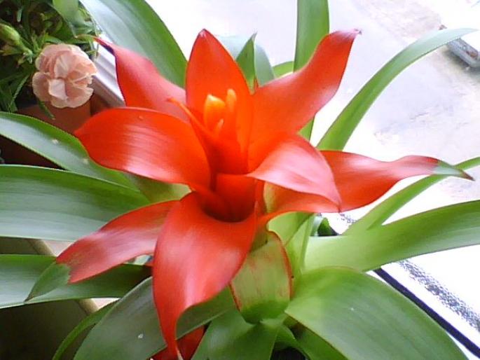 GUZMANIA - FLORILE MELE IUBITE 2008