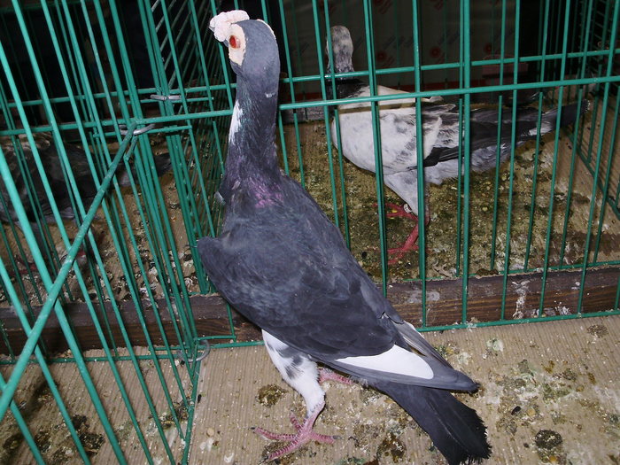 6611 c 1 - 1507 partea 1b