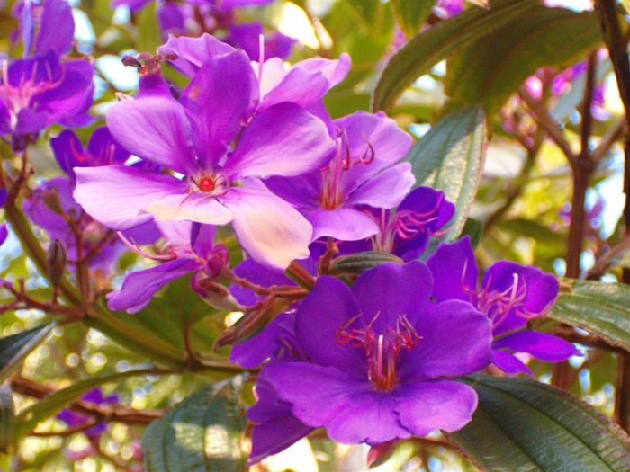 Purple_flowers_2 - Mov cool