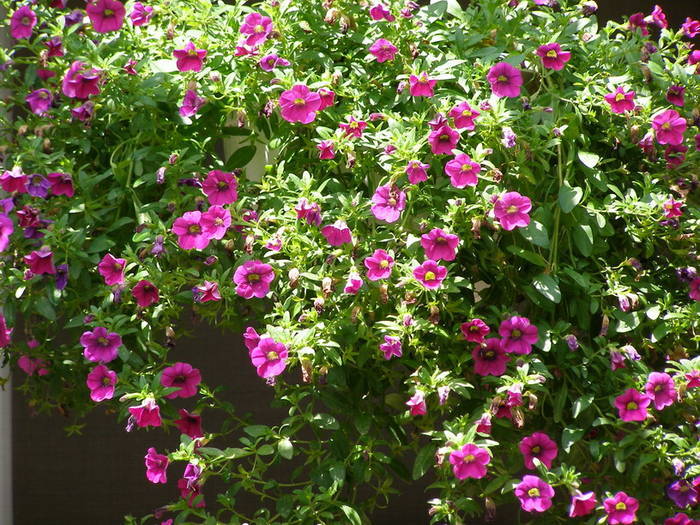 XWTZKAREBEPJAJEDNXB[1] - poze cu flori roz si alte culori