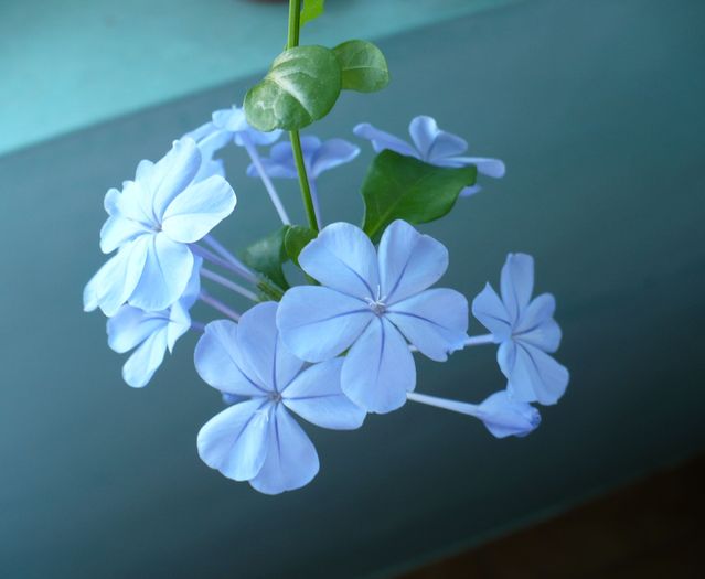 P1160382 - PLUMBAGO