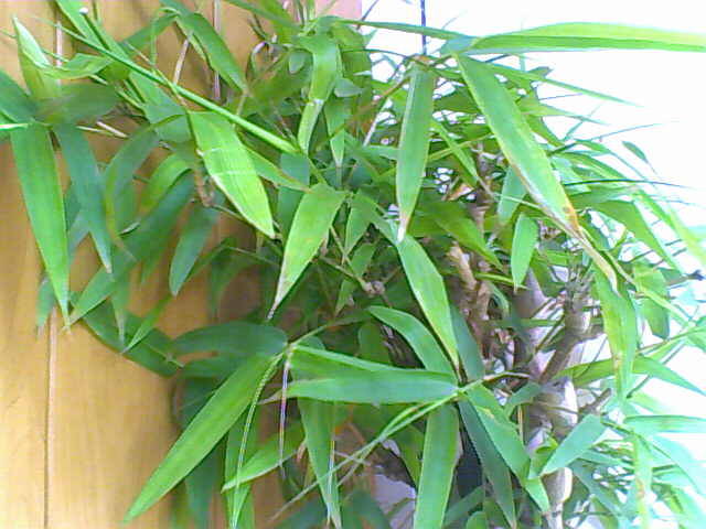 Bambus vulgaris - florile mele