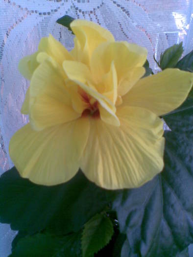 Imag625 - FLORI -2009