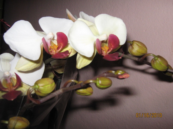 PHALAENOPSIS - Orhidee