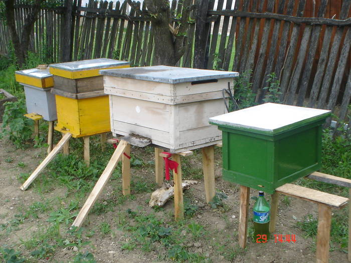 DSC05521 - albine alte noutati