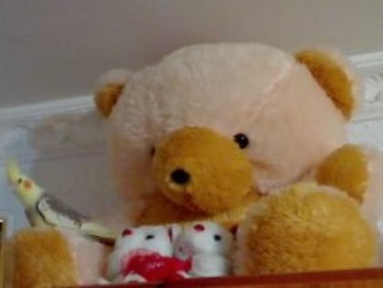 15_07_08_1052 - nimfele mele