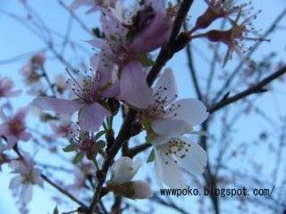 P1000187 - flori de cires