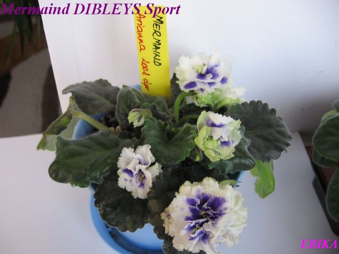 Mermaind DIBLEYS Sport 2009 maj 26 - Violete de colectie