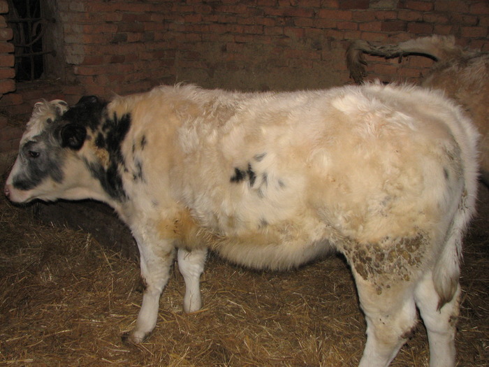 Borica la siesta - Vaci de carne - tineret femel