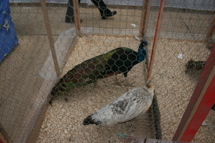 EXPO-PAS Suceava 2009 - EXPO PAS Suceava 2009