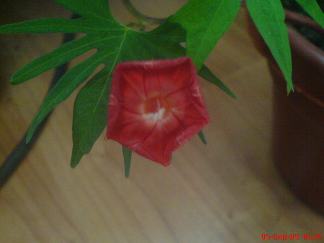 DSC03072 - Ipomoea multifida Cardinal Climber