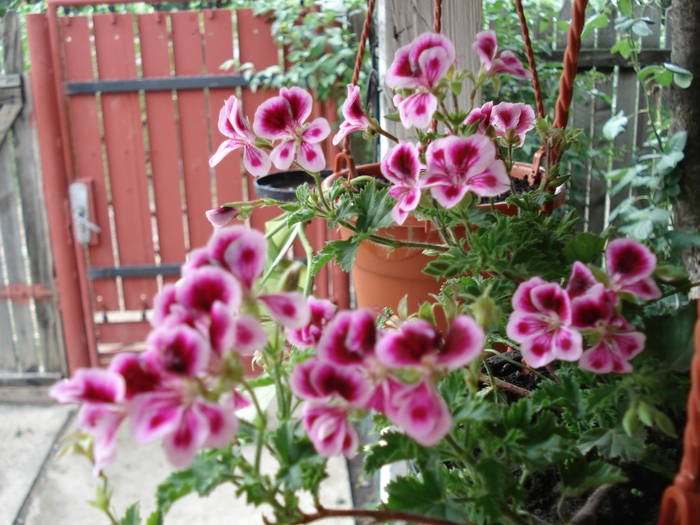 muscata