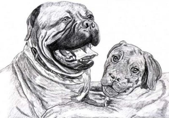 Dogue De Bordeaux3 - NET grafica caini