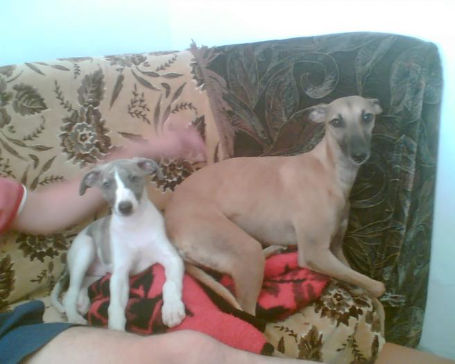 Whisky & Alizee Wind deCasa Braty - WHIPPET de CASA BRATY