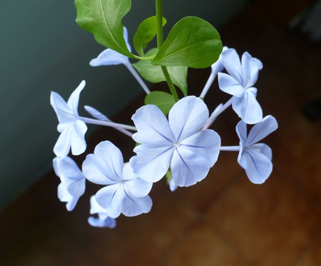 P1160368 - PLUMBAGO