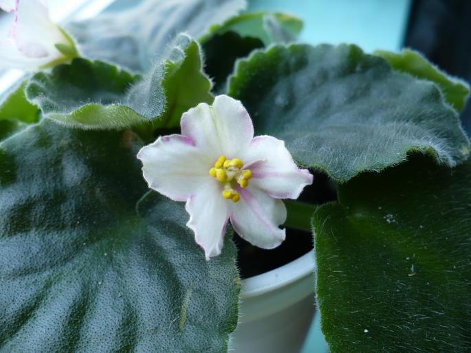 Detaliu floare - Violete africane