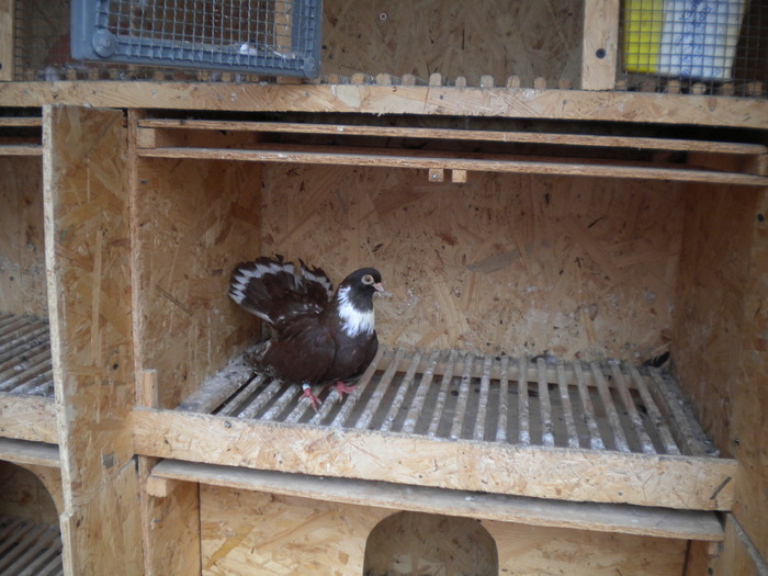 Picture 146 - Raicu 1