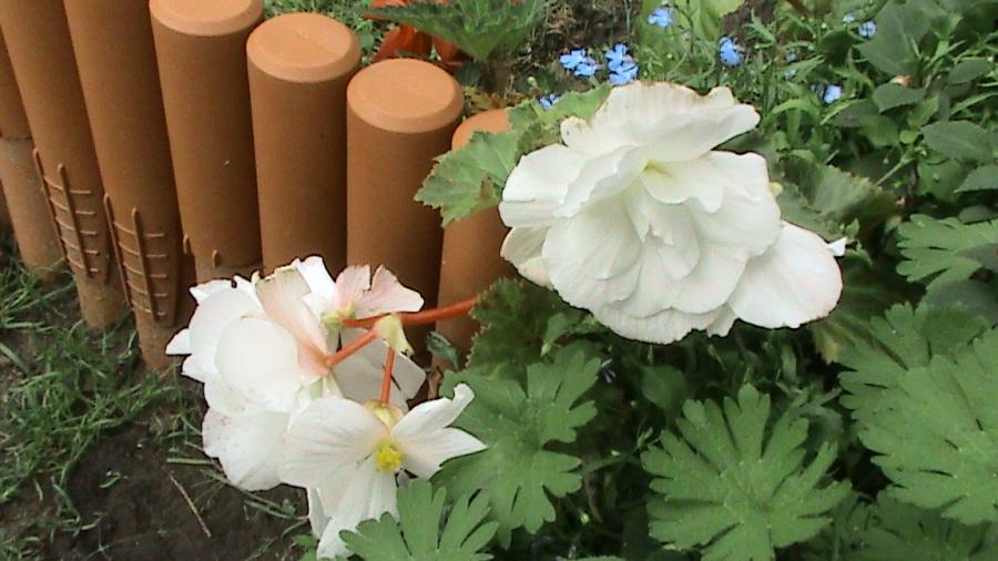 Begonia alba 9 aug 2008