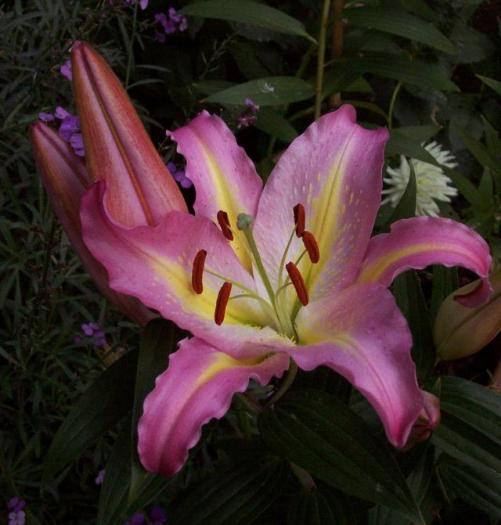 TOM POUCE - achizitii de primavara