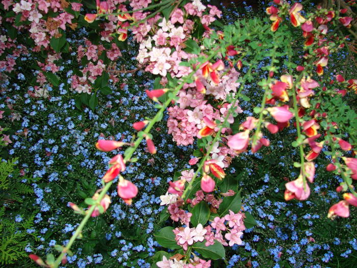 DSC01515 - poze cu florii 2009