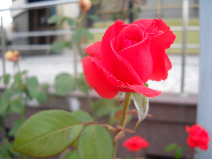 Picture 151 - flori dragute