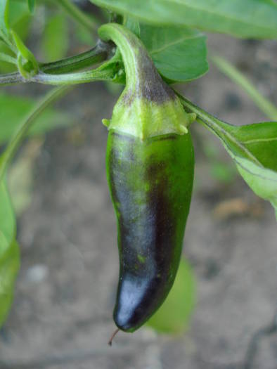 Jalapeno Pepper (2009, July 10) - Jalapeno