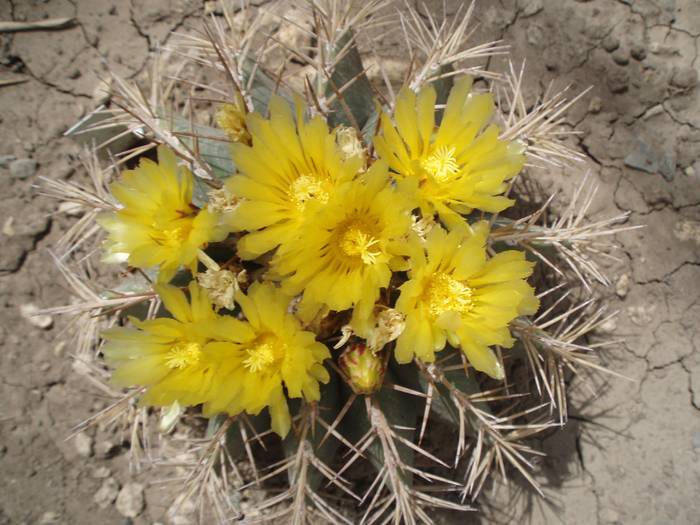 Ferocactus glaucescens