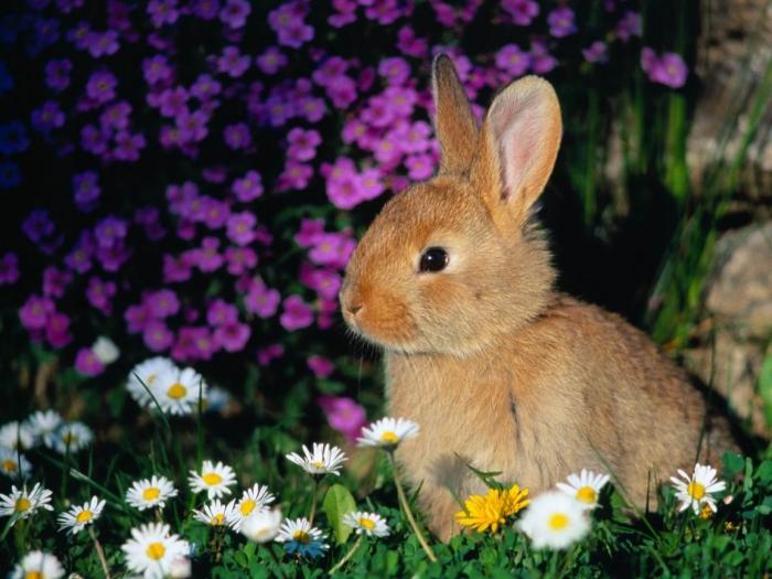 Funny Bunny - iepurasi