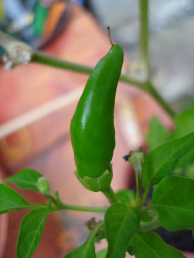 Green Chili Pepper (2009, June 23) - Ardei Iute Rosu_de la mama