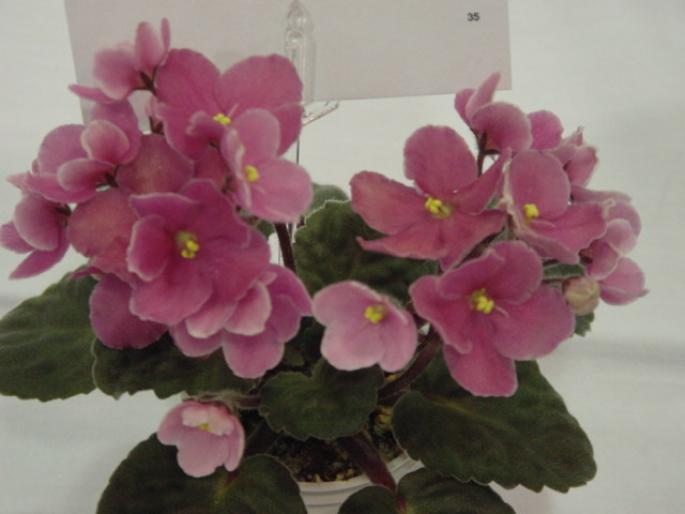 Macs_Sun_Seeker_2005avsa - violete de pe net