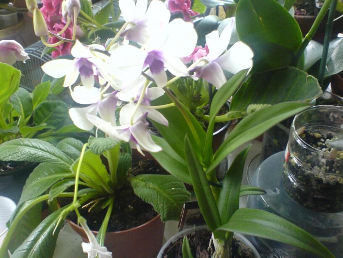 dendrobium.. - orhidee