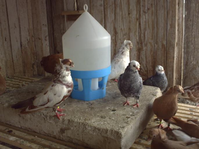 privind uliul - porumbei 2008-aprilie
