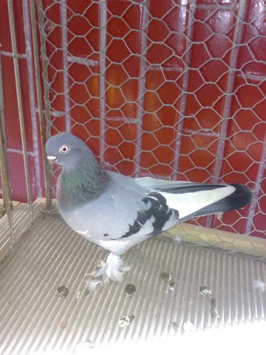 j berlinez cu cioc scurt 1