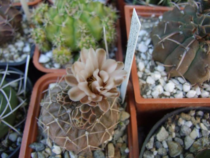 Gymnocalycium triacanthum