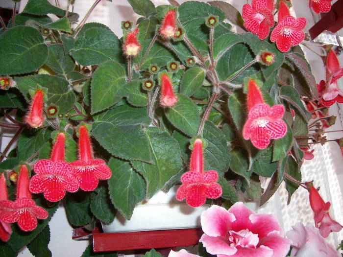 Flori 2009 - Flori - 2009