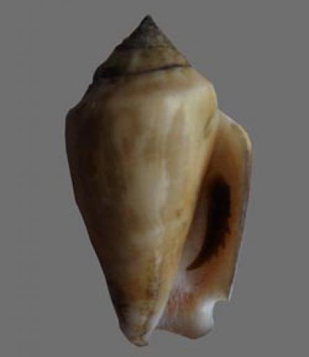 Shell117