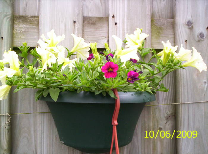 Petunii Lime si Calibrachoa 10 iun 2009