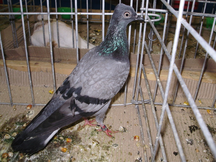 10615 wt 1 - 1507 partea 6a