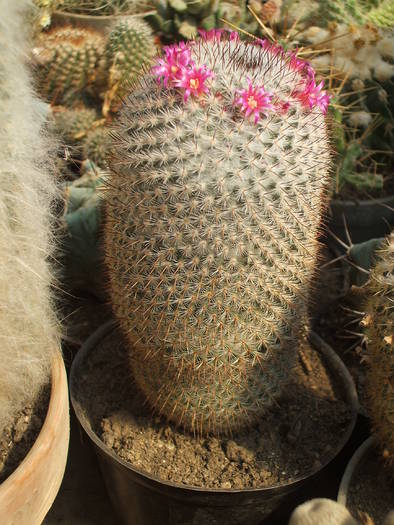 Mammilaria celsiana