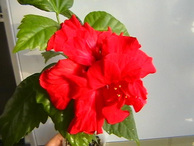 10.02 - hibiscus 2009