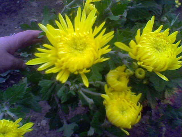 Picture 034 - crizanteme tufanele