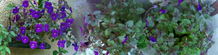 100_7811 - Iulie 2
