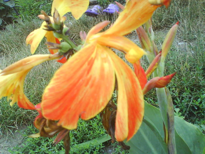 DSC00454 - canna indica 12 cul