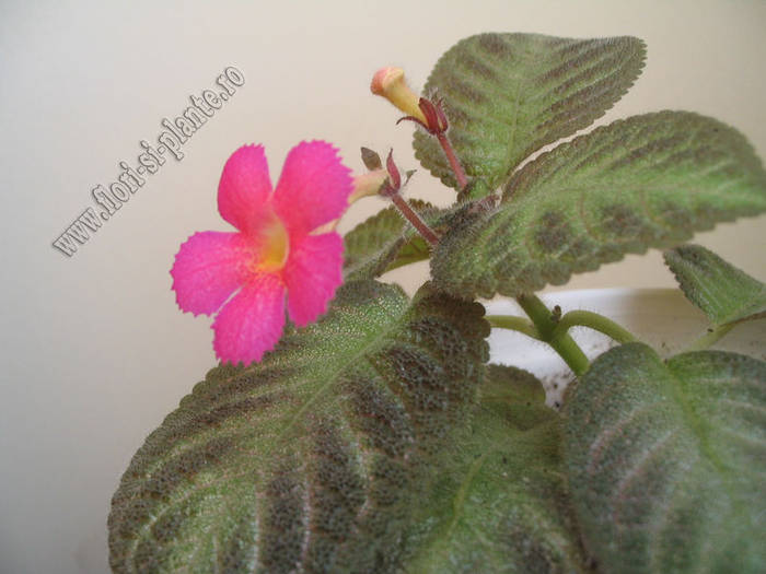 Episcia Pink Panther 4