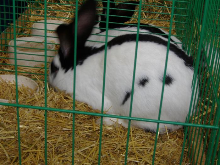 Nitra 06.12.2008 043