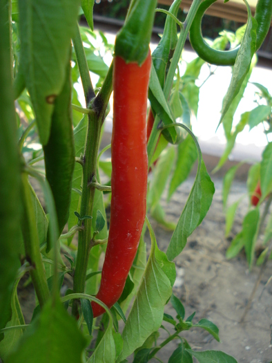 Tokyo Hot Pepper (2009, August 21)