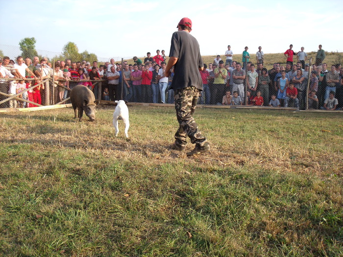 Picture 501; hartuitor la mistret
