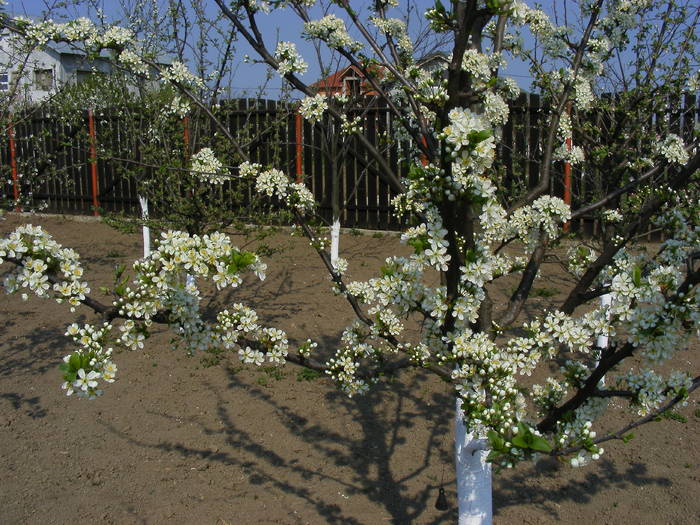2009_04120064 - Aprilie 2009